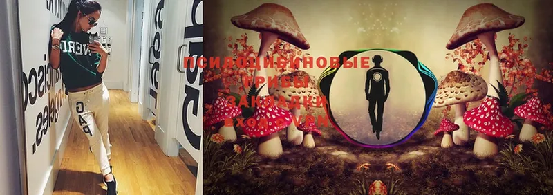 Псилоцибиновые грибы Psilocybine cubensis  Ковылкино 